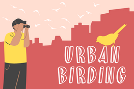 Urban Birding
