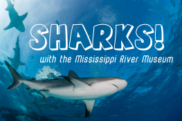 Sharks! With the Mississippi River Museum
