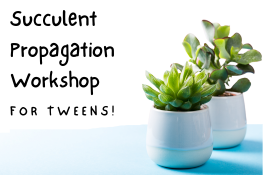 Succulent Propagation Workshop for Tweens
