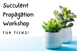 Succulent Propagation Workshop for Teens!