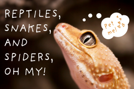 A gecko thinking "Pet me!" and text on the left reading "REPTILES, SNAKES, AND SPIDERS, OH MY!"