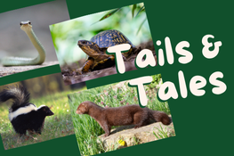 Tails & Tales